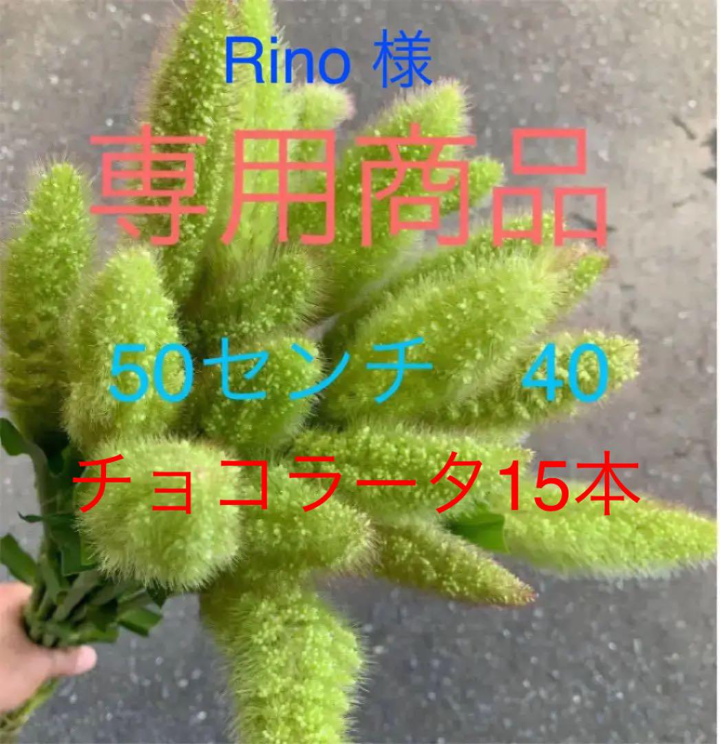 お一人様1点限り 粟 アワ 光 天草産 生花 切り花 本 ドライ スワッグ 花材 新品取寄品代引不可 ハンドメイド 日用品 インテリア Roe Solca Ec