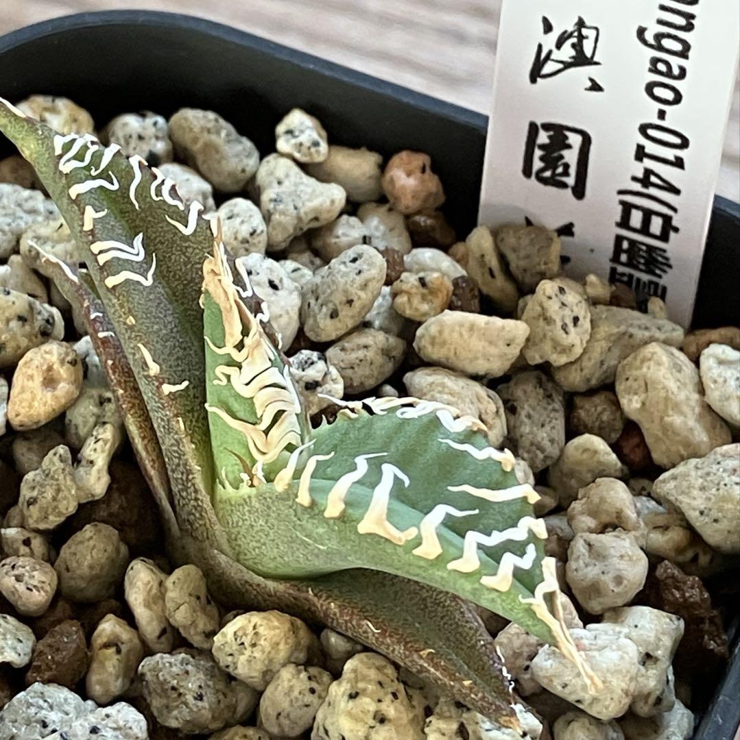 鉢ごと発送】アガベ チタノタ 白幽霊 TC 上澳園芸 台湾ゴジラ 発