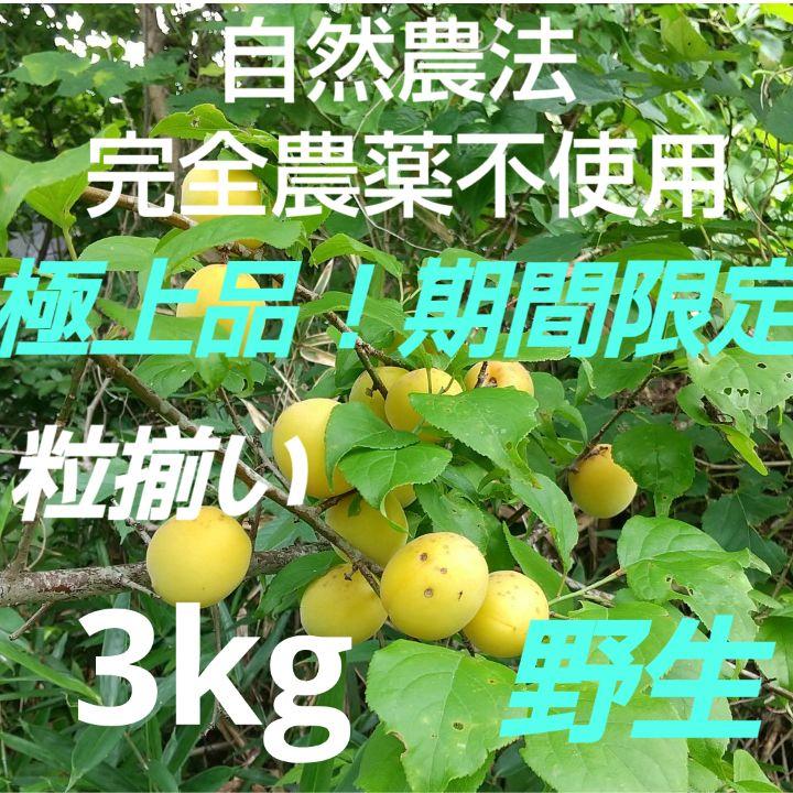 極上品！　完全農薬不使用(自然農法) 手摘み完熟直前梅　野生！　3kg ②