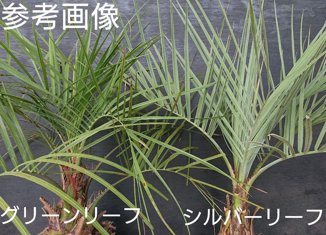 ココスヤシ 再値下げしました/571