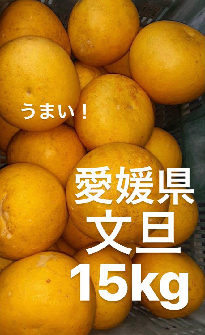 愛媛県産 文旦 柑橘 15kg - 果物セール アウトレット