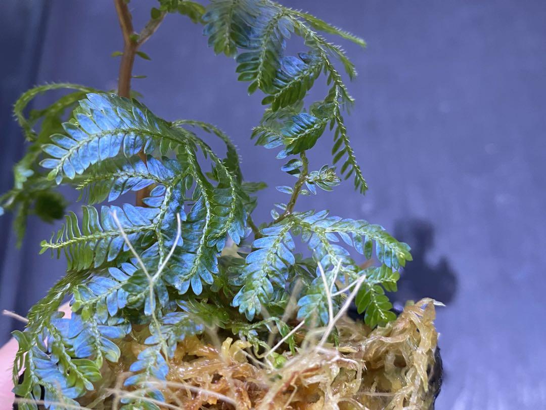 セラギネラ / Selaginella sp.Sarawak 青光シダ 大きめ株 セラギネラ / Selaginella sp.Sarawak 青光シダ - メルカリ