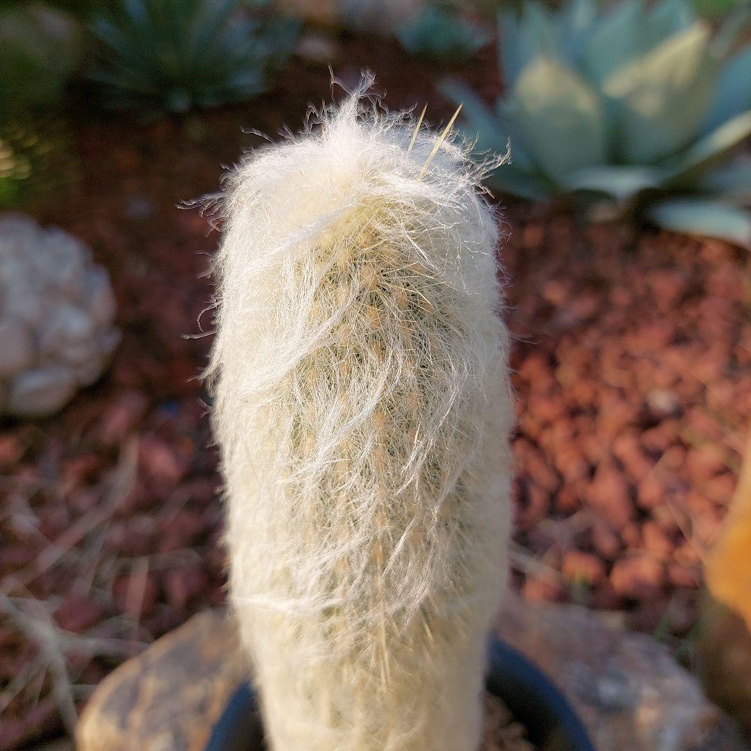 サボテン　老楽　(ご確認用）