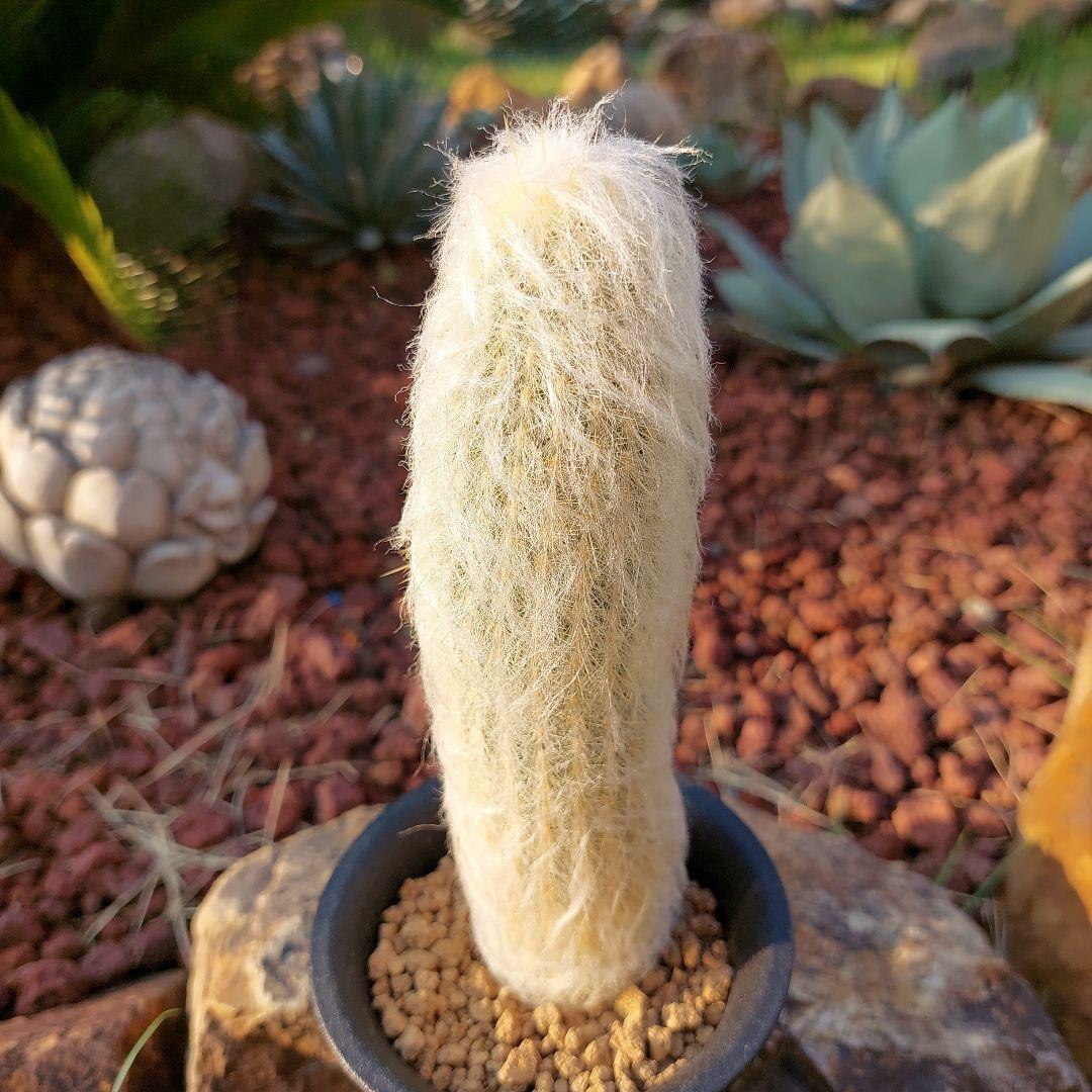 サボテン　老楽　(ご確認用）