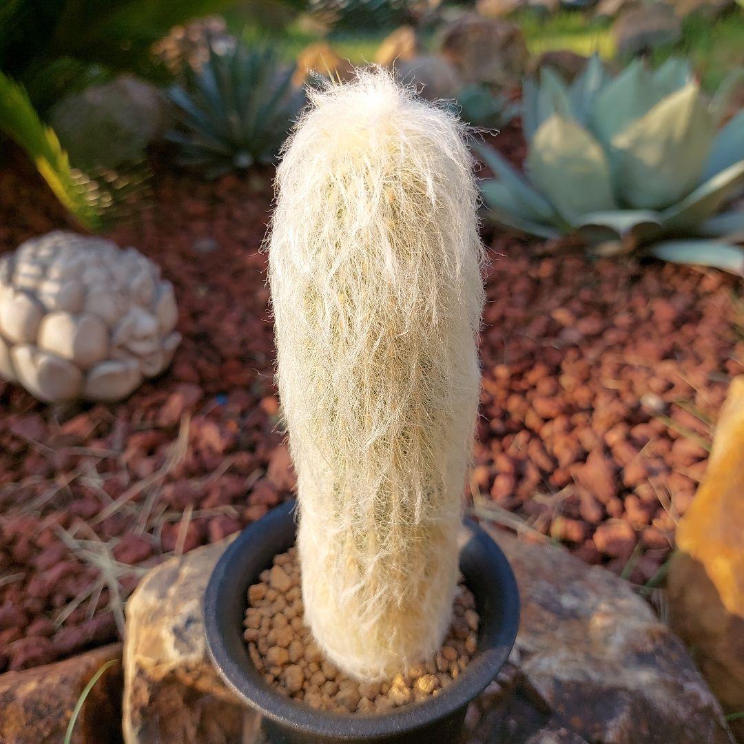 サボテン　老楽　(ご確認用）