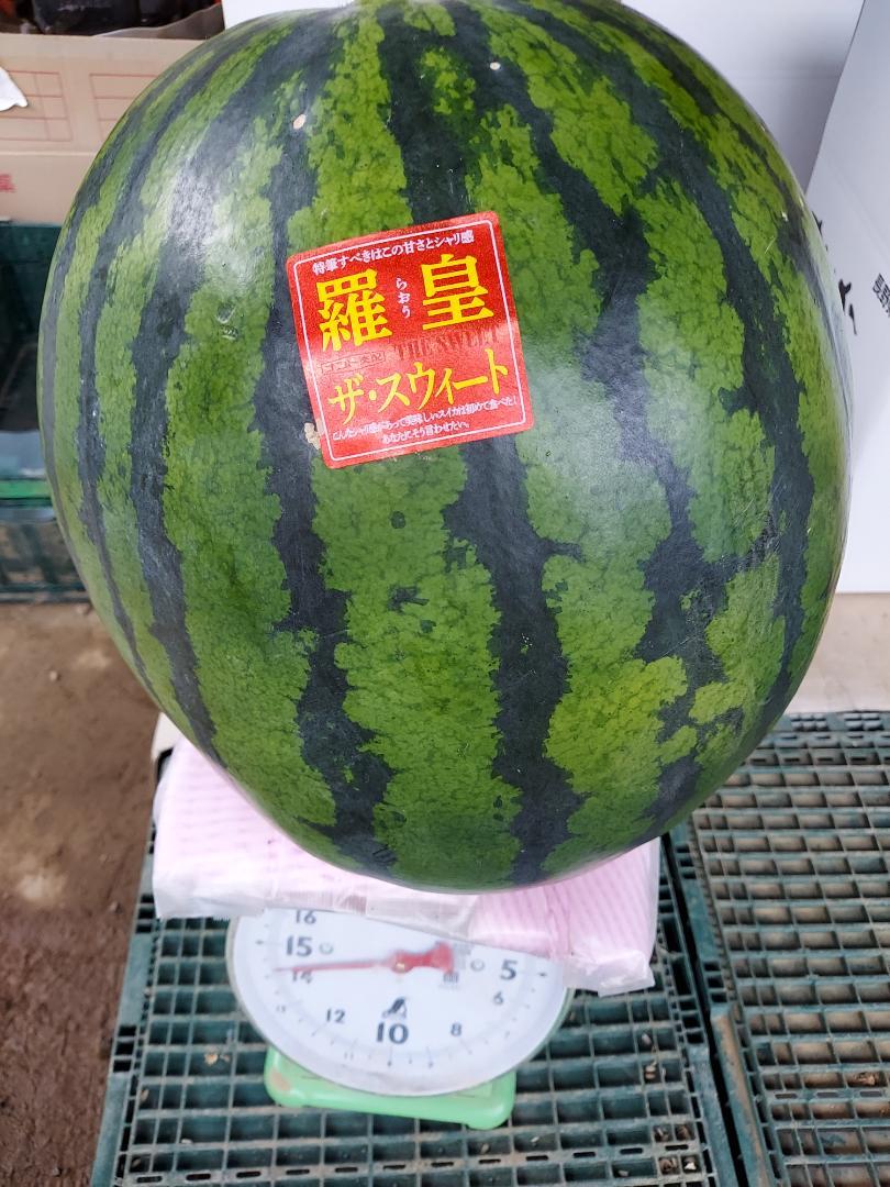 た*ー様 羅皇14.2キロ スイカ 大玉