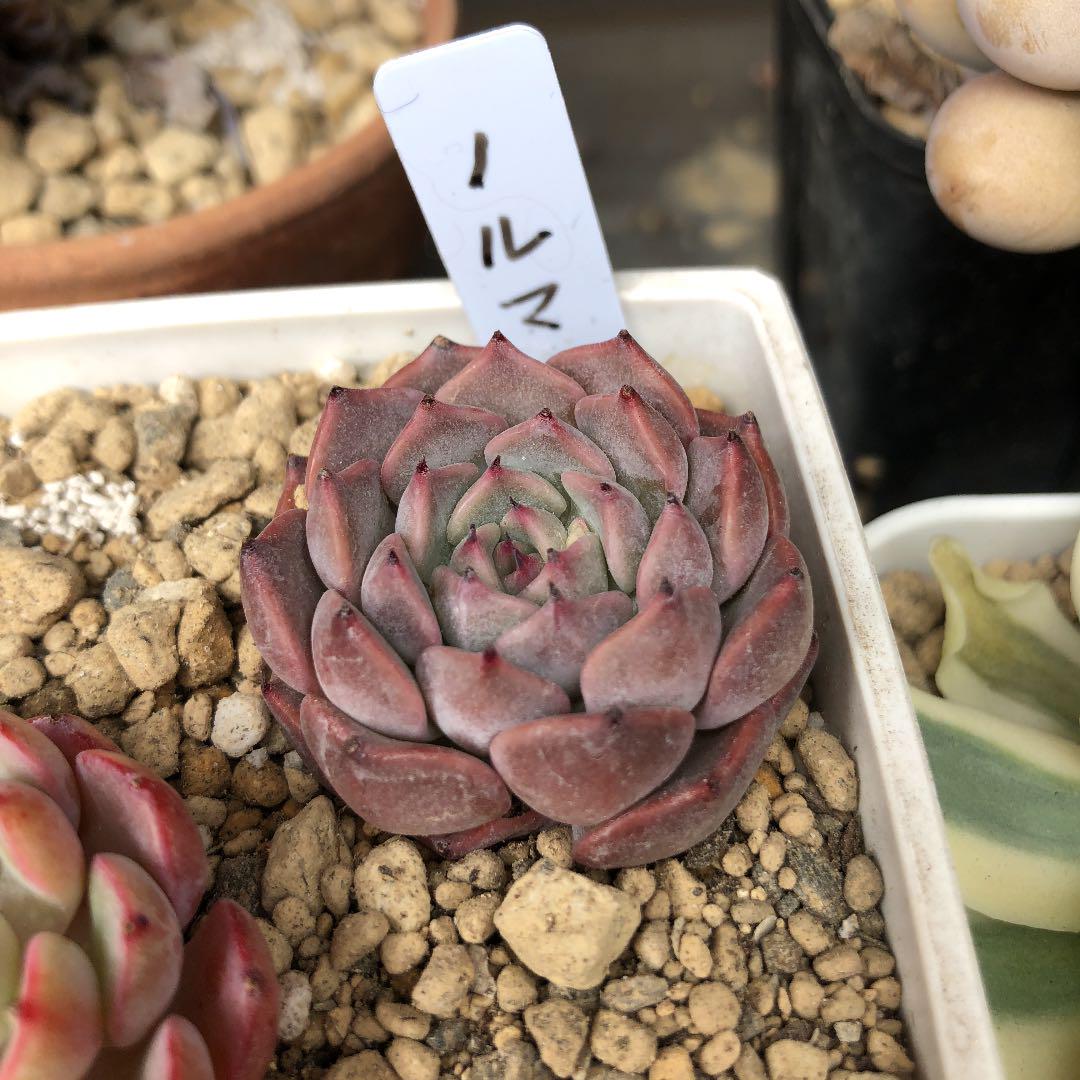 メルカリ 多肉植物 エケベリア ノルマ 抜き苗 植物 観葉植物 1 450 中古や未使用のフリマ