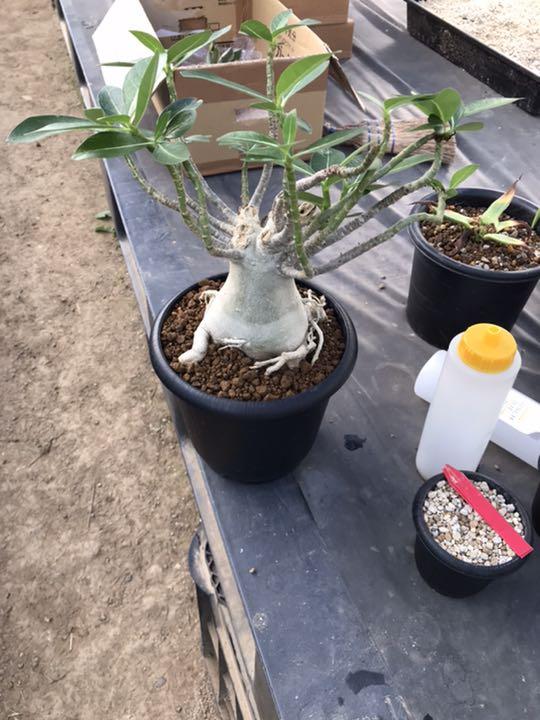 アデニウム　ソコトラナム　大株