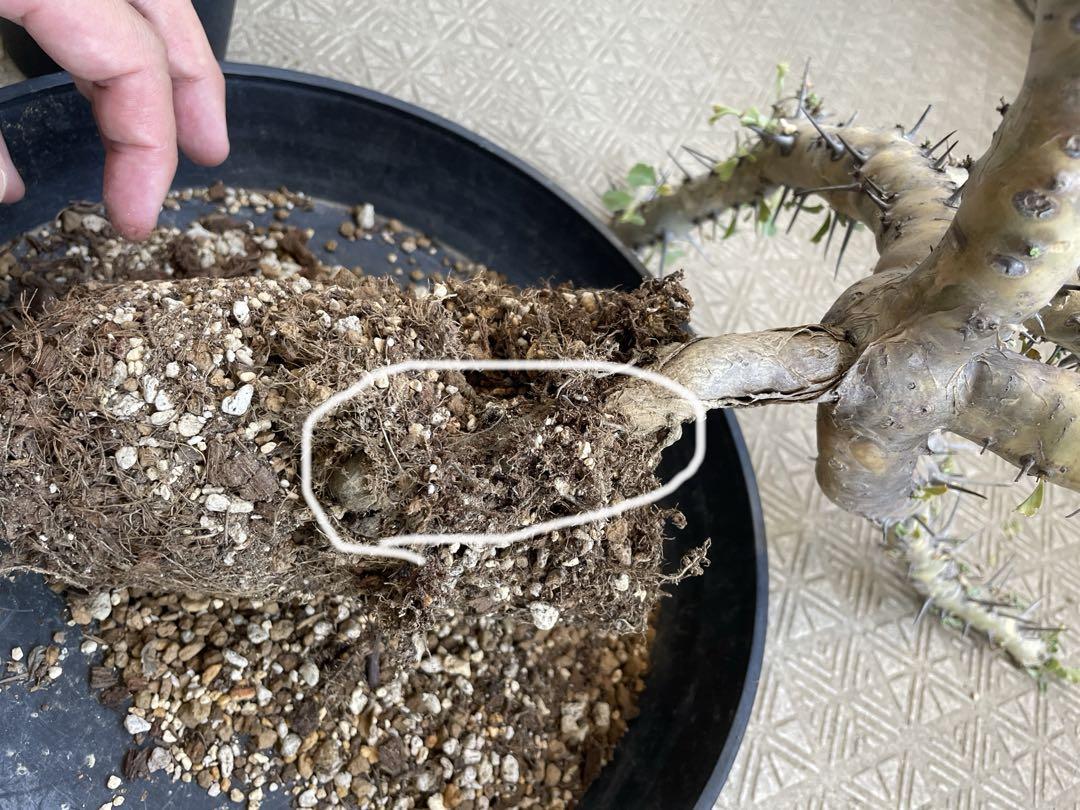 サルコカウロン・クラシカウレ 5年管理 塊根 コーデックス 観葉植物