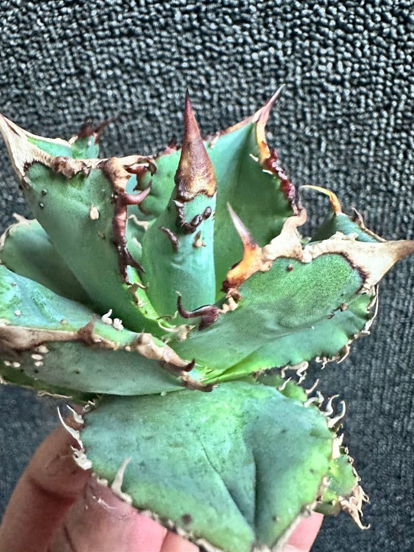 2035アガベ チタノタ 実生 強棘 表棘 精選株