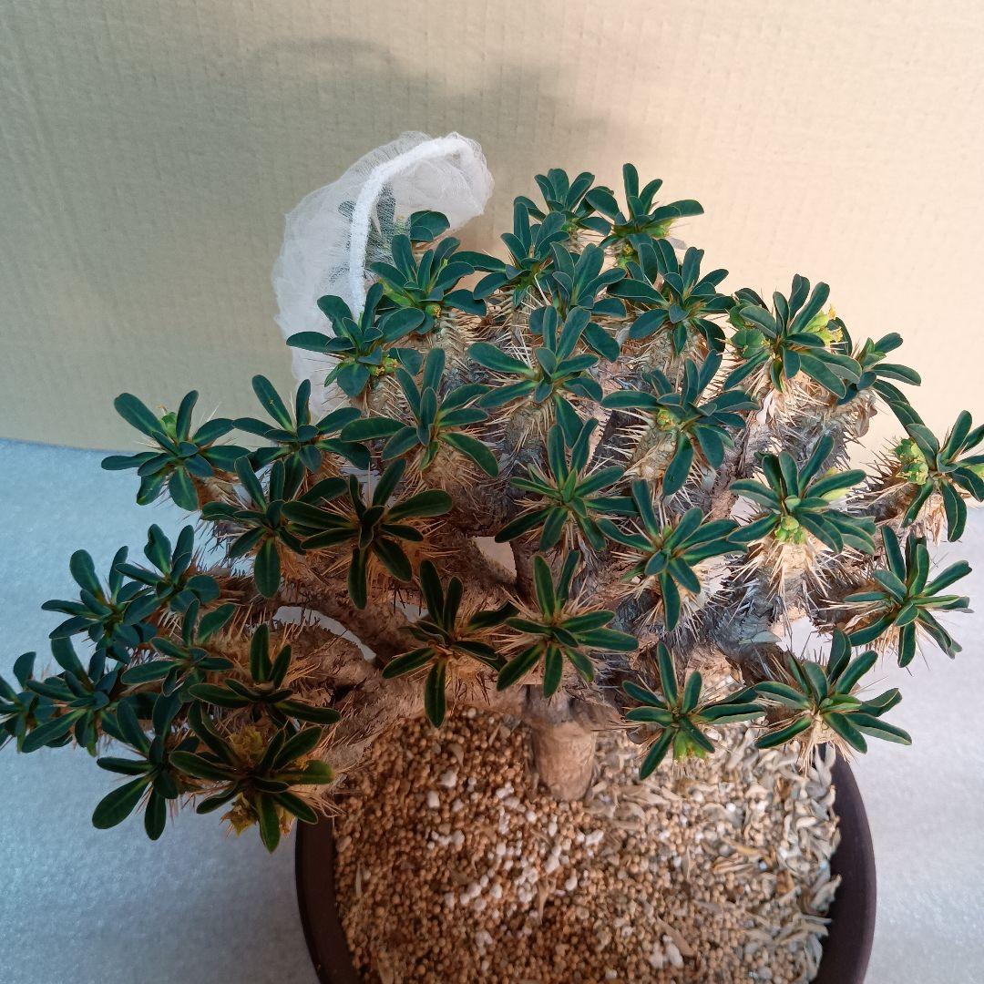 ギラウミニアナ種子 種子】ユーフォルビア・ギラウミニアナ 5s Euphorbia