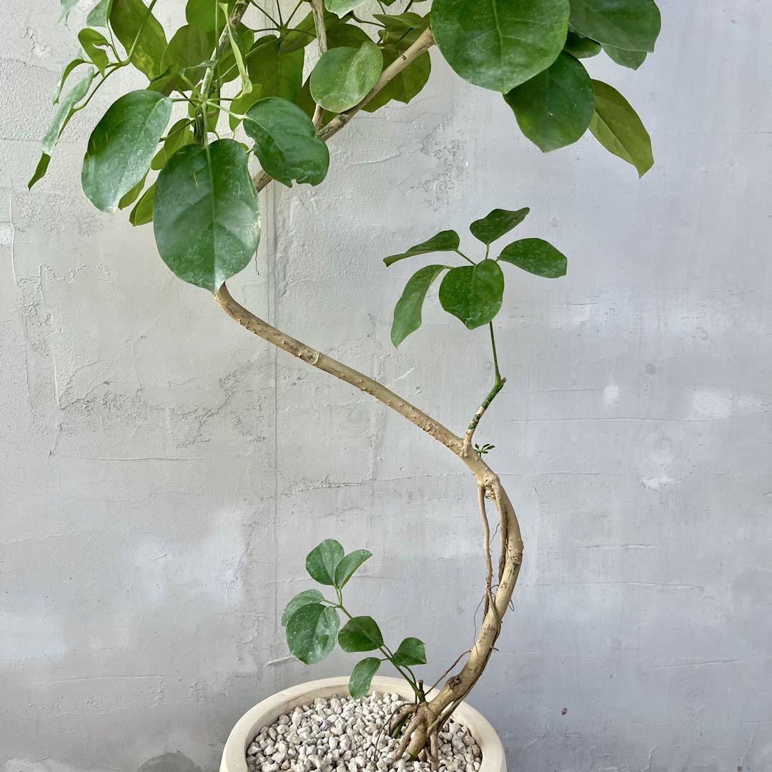 大型　希少　シェフレラ　マルコ　曲がり仕立て　10号　バルーン陶器鉢　植え込み 大型 希少 シェフレラ マルコ 曲がり仕立て 10号 バルーン陶器鉢