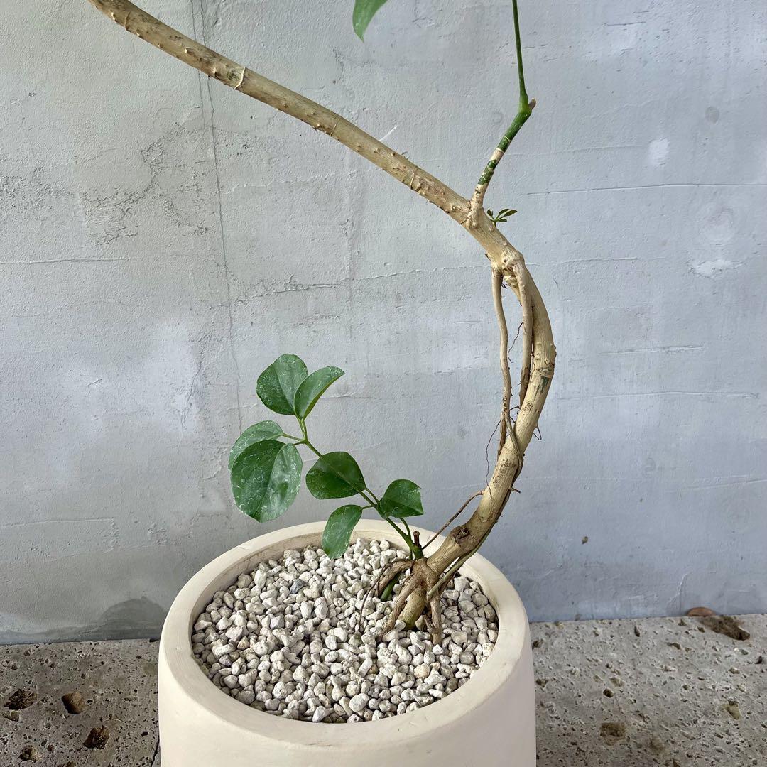 大型　希少　シェフレラ　マルコ　曲がり仕立て　10号　バルーン陶器鉢　植え込み 大型 希少 シェフレラ マルコ 曲がり仕立て 10号 バルーン陶器鉢