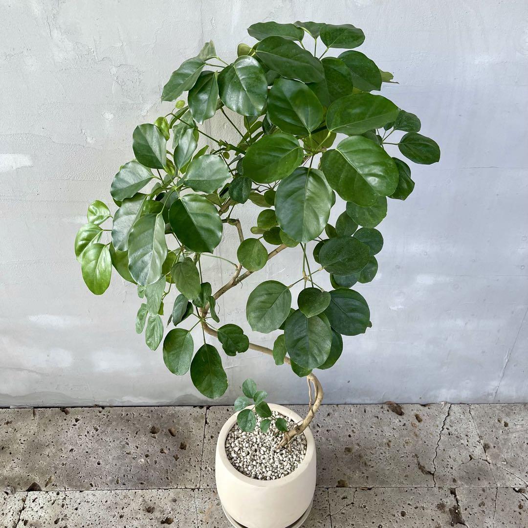 大型　希少　シェフレラ　マルコ　曲がり仕立て　10号　バルーン陶器鉢　植え込み 大型 希少 シェフレラ マルコ 曲がり仕立て 10号 バルーン陶器鉢