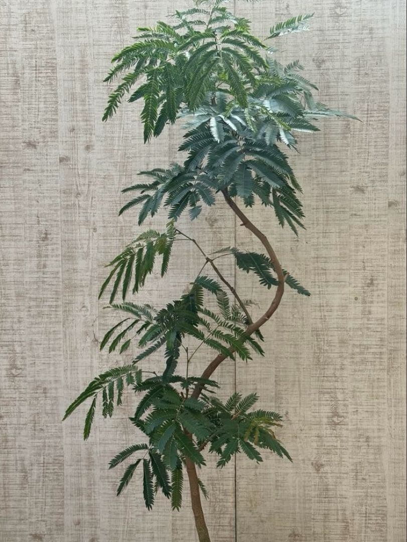 ☆ エバーフレッシュ 沖縄産♪ 160cm 曲がり仕立て♪ ☆ エバーフレッシュ 沖縄産♪ 160cm 曲がり仕立て♪