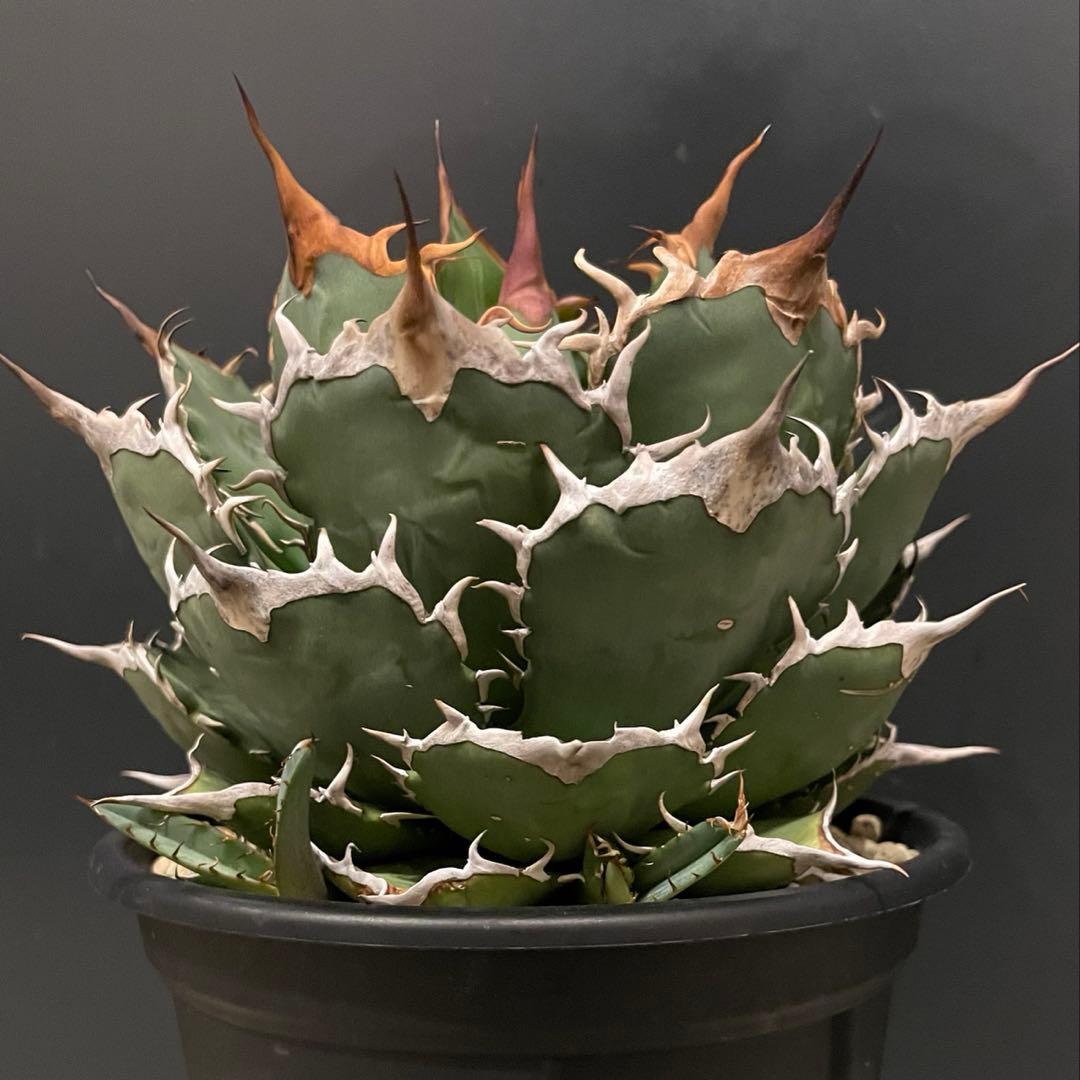 アガベ　ヤバノタ　宝珠　大株5号鉢　鉢ごと発送