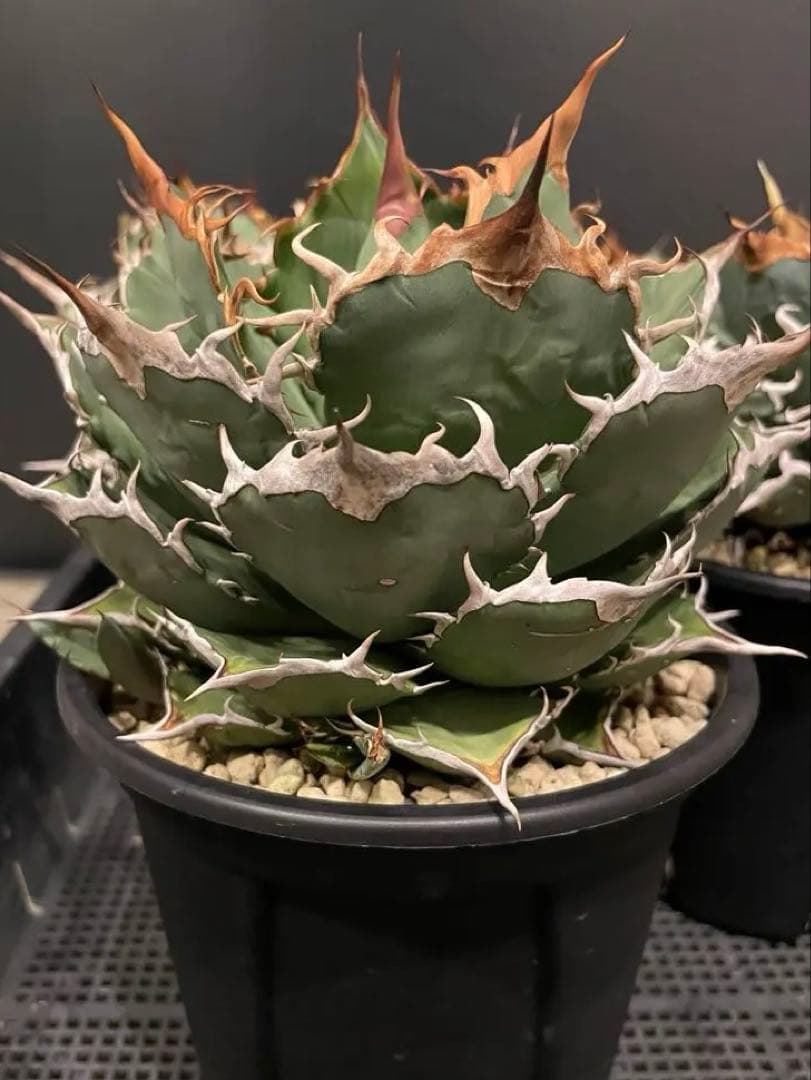 アガベ　ヤバノタ　宝珠　大株5号鉢　鉢ごと発送