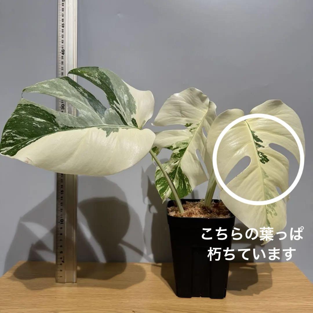 Y24 斑入りモンステラ ボルシギアナ ホワイトタイガー ハーフムーン 茎