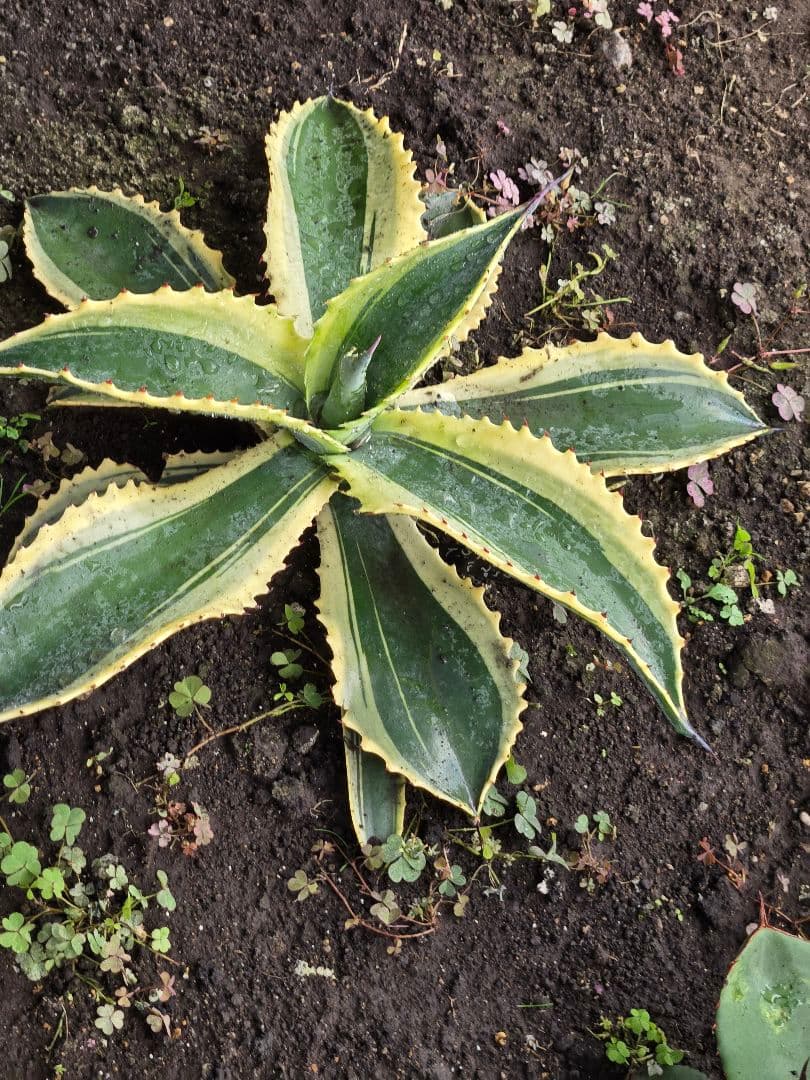 リップルエフェクト　中株