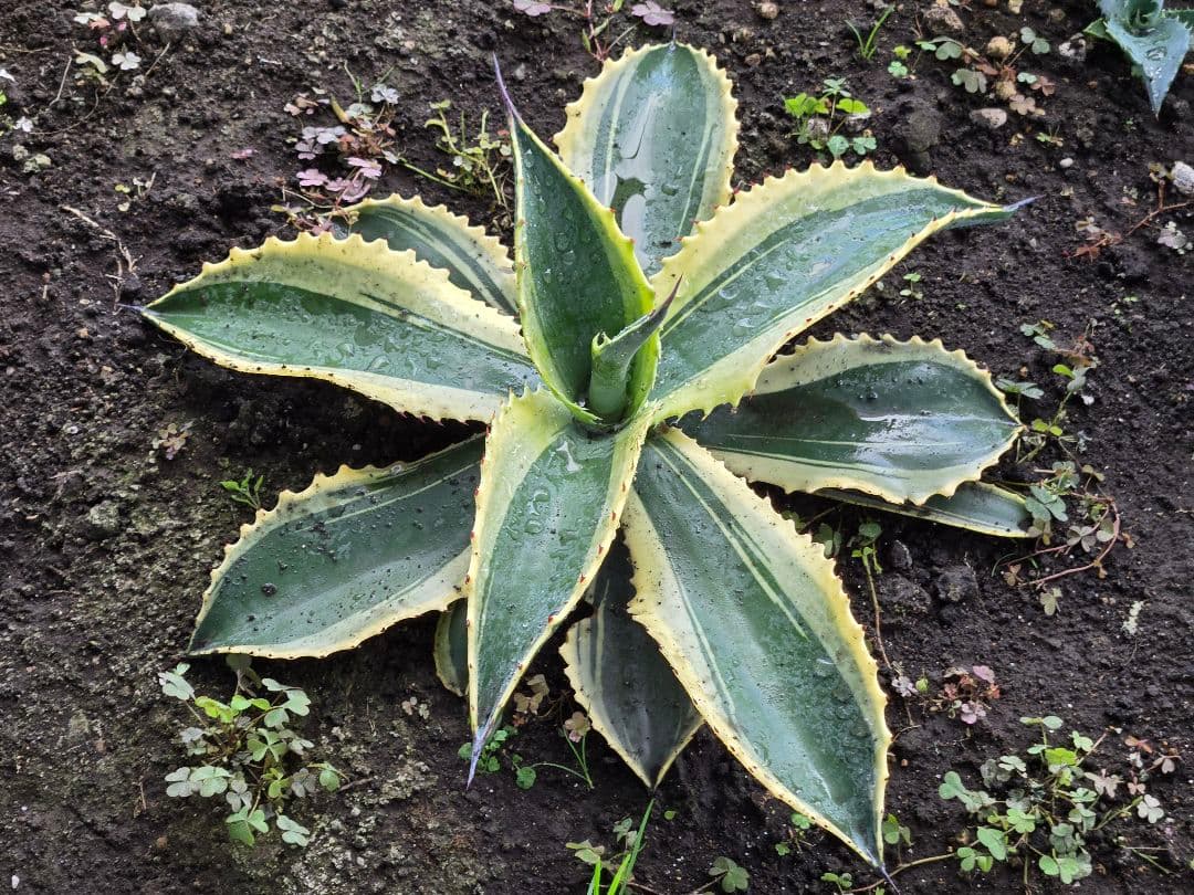 リップルエフェクト　中株