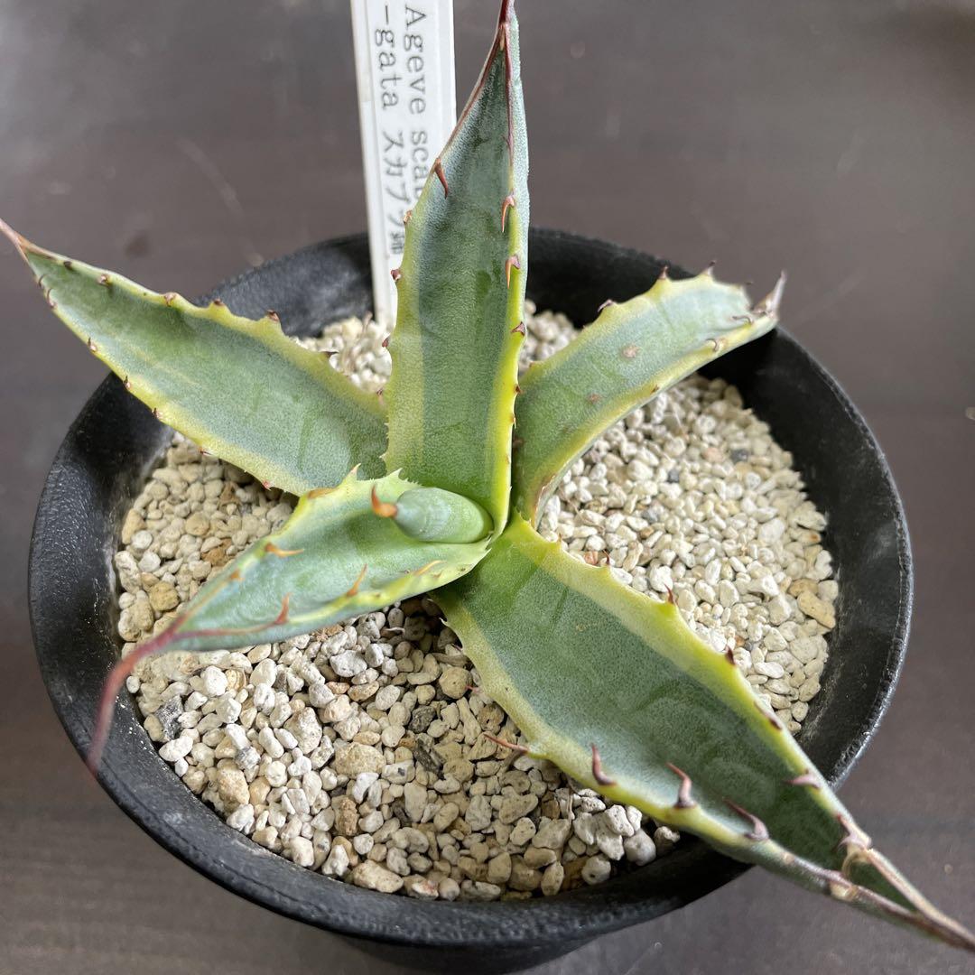 アガベ　スカブラ アガべ・スカブラ｜Agave scabra | DESERT INC.