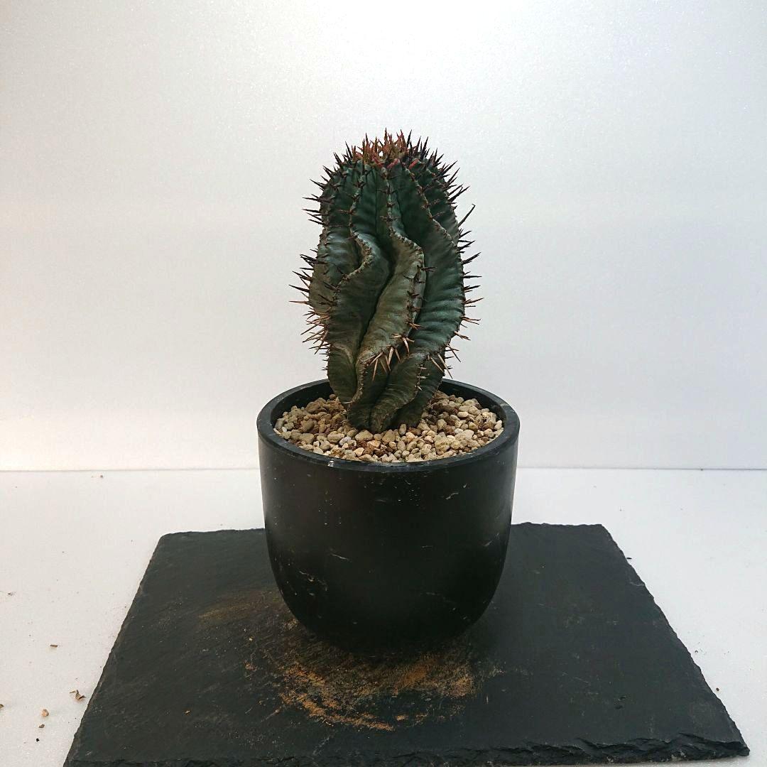 ユーフォルビア ホリダ コーデックス 多肉植物 塊根植物