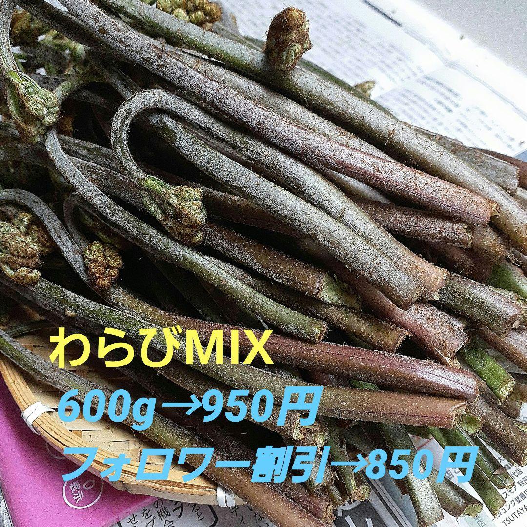 お歳暮 時期 山菜 天然 秋田県産 わらび 採れたて カギわらび 鉤わらび 蕨 野菜