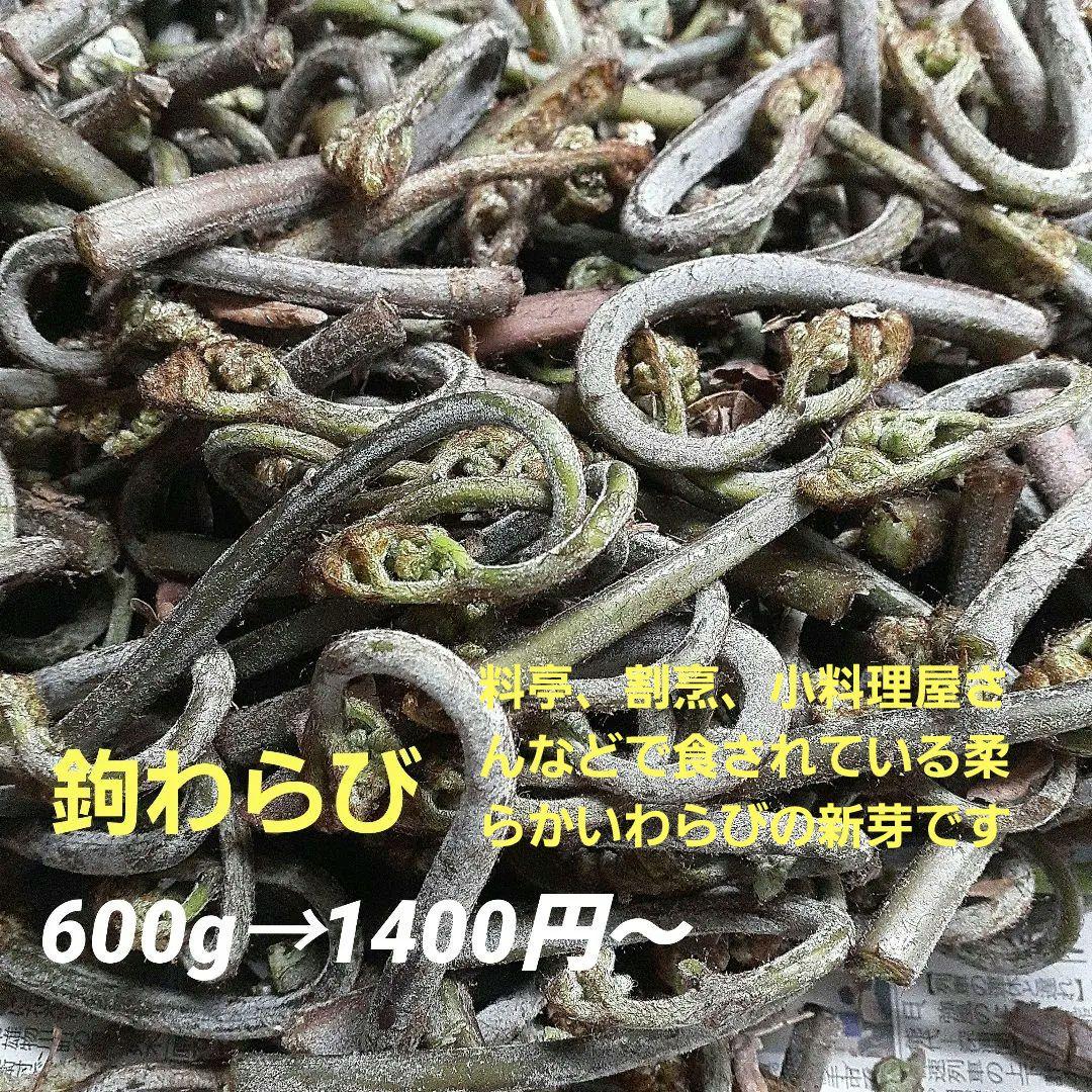 秋田県産 天然 山菜 わらび 蕨 鉤わらび カギわらび 採れたて