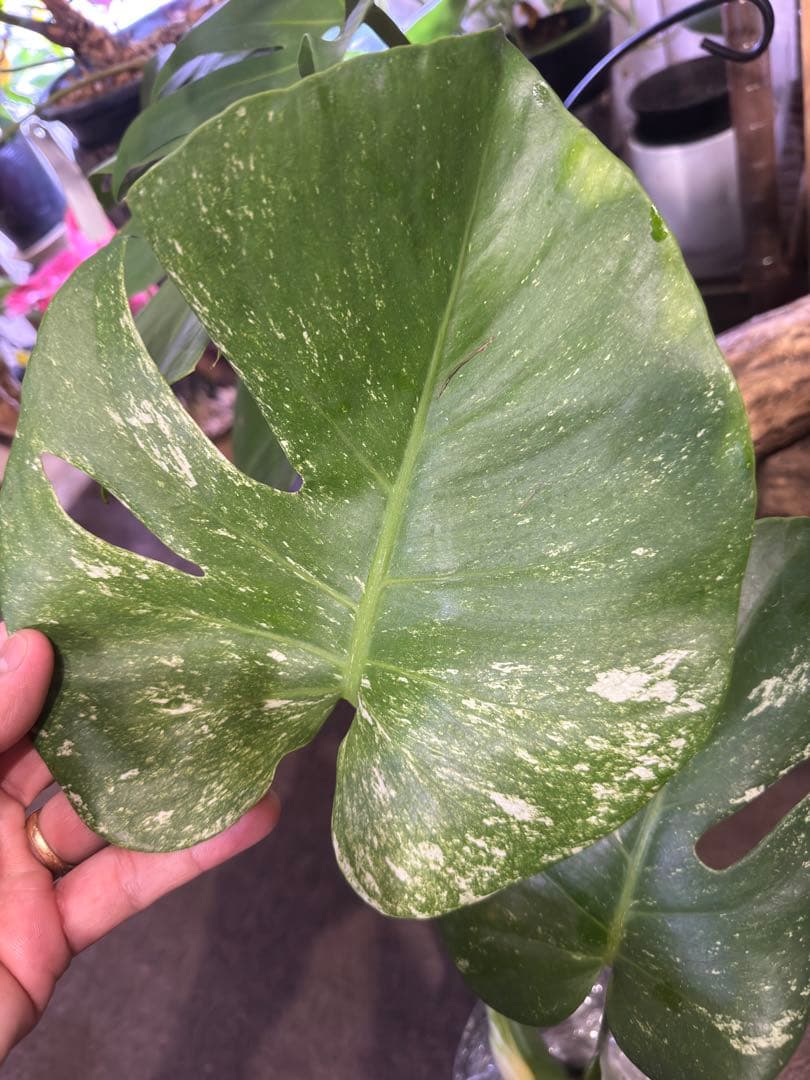 スポーツミント フィロデンドロン