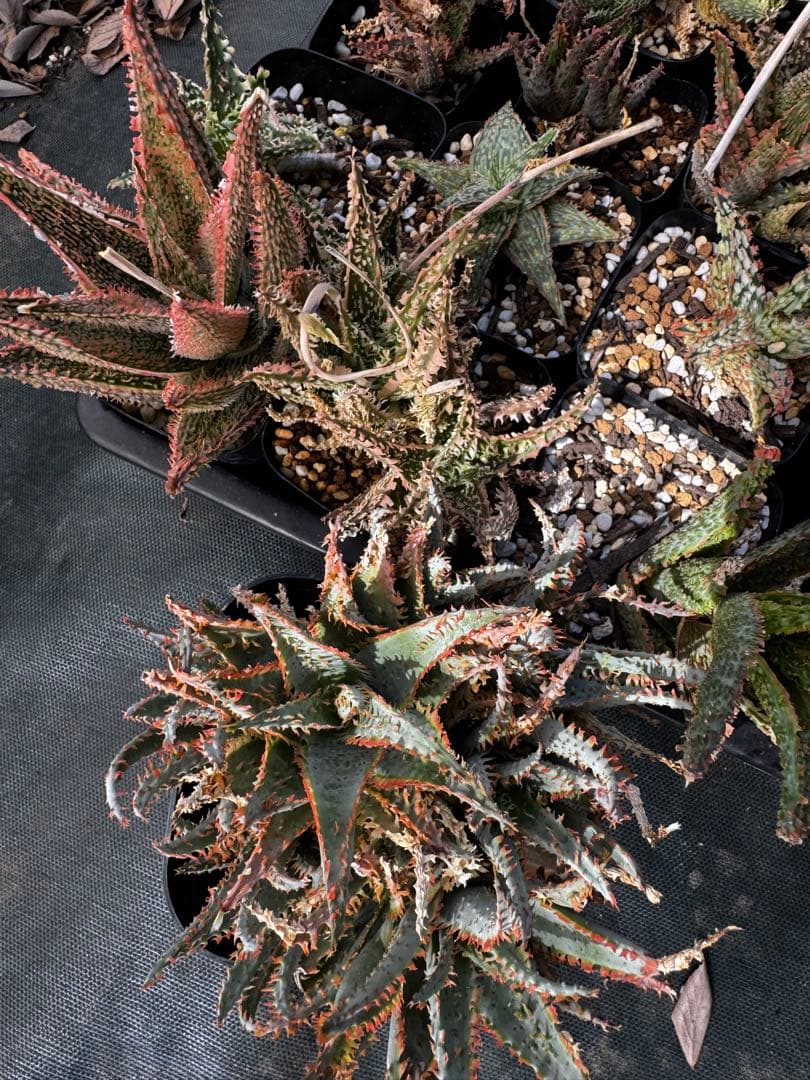 第四種傷や汚れあり