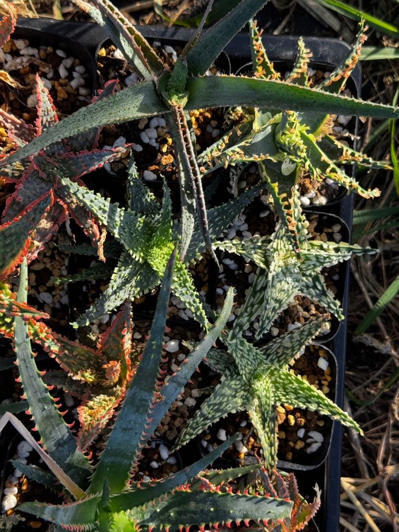 アロエ ハイブリッドまとめパック28〜30鉢 Aloe hybrid 第四種傷や汚れあり YUZUMIYA_COM