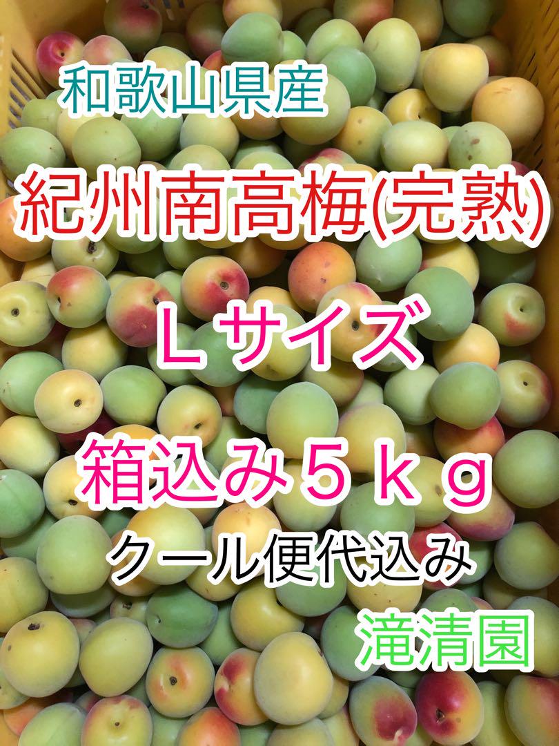 南高梅（完熟）訳あり　Ｌサイズ　箱込み５ｋｇ　梅干し用　滝清園9-2