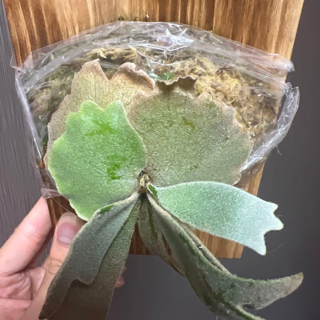 伊弉諾 イザナギ