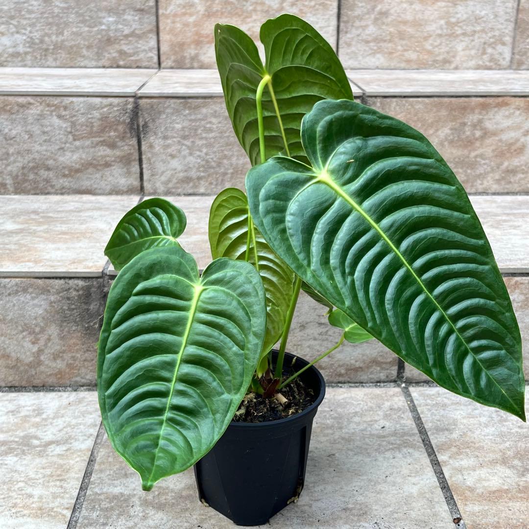 アンスリウム　ベイチー　No.034　鉢、送料込　メルカリ便