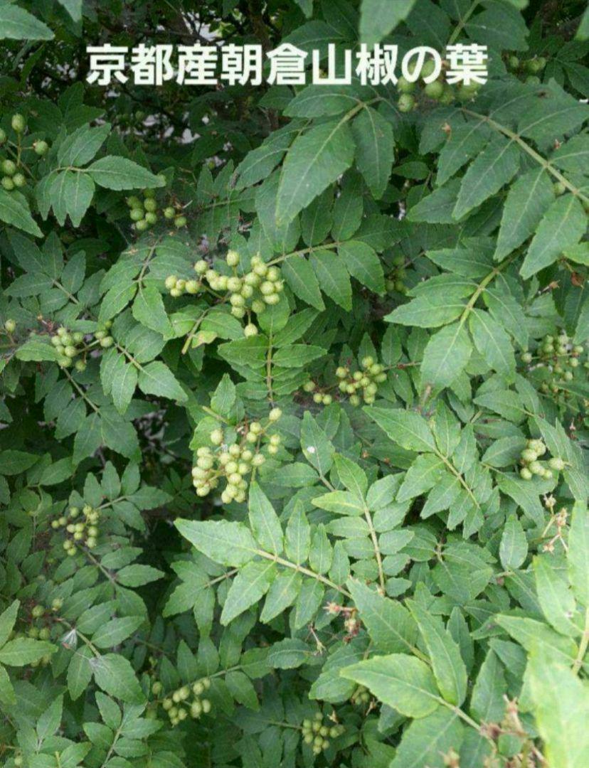 庭の花山椒120グラム　無農薬　本日発送　メルカリ便 庭の花山椒 120グラム 無農薬。本日発送 メルカリ便 - メルカリ
