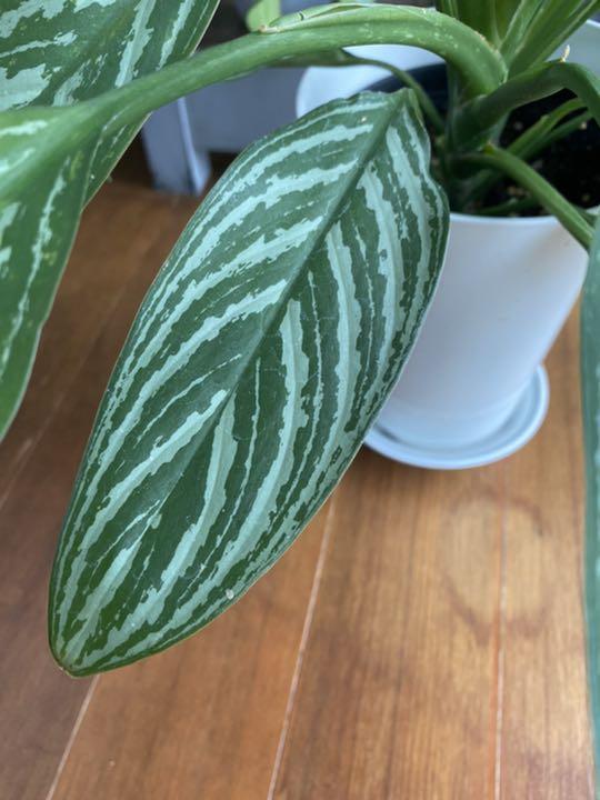 カーティシー＞Aglaonema Nitidum “Curtisii” UND220408 – undried