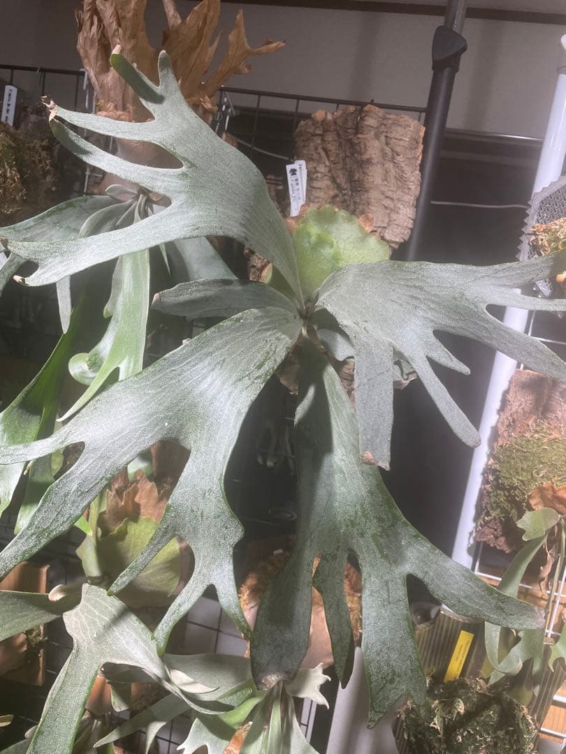 ビカクシダ 銀華 TC P. Platycerium Ginka目立った傷や汚れなし WWW_GEBZETESISAT_COM_TR