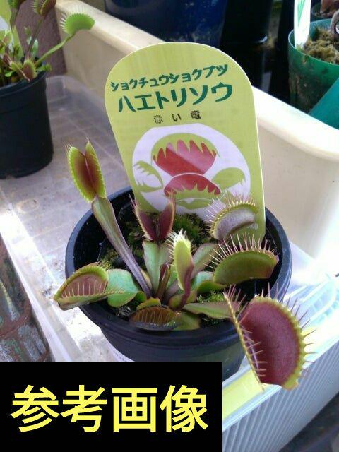 才蔵　ハエトリソウ Carnivoria Draconica