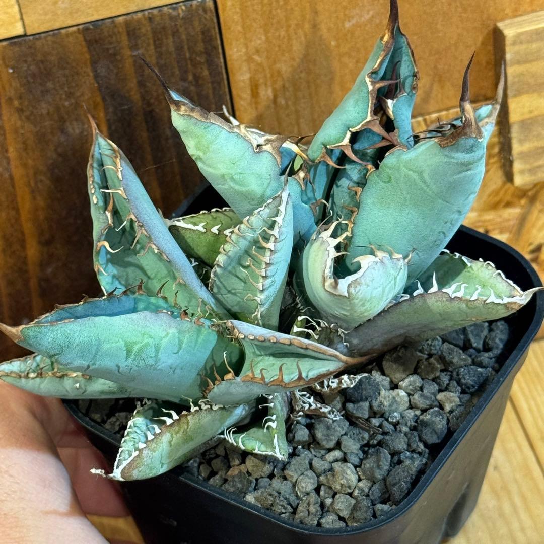 アガベ チタノタ ブルー ) 実生 選抜株 多肉植物 - メルカリ