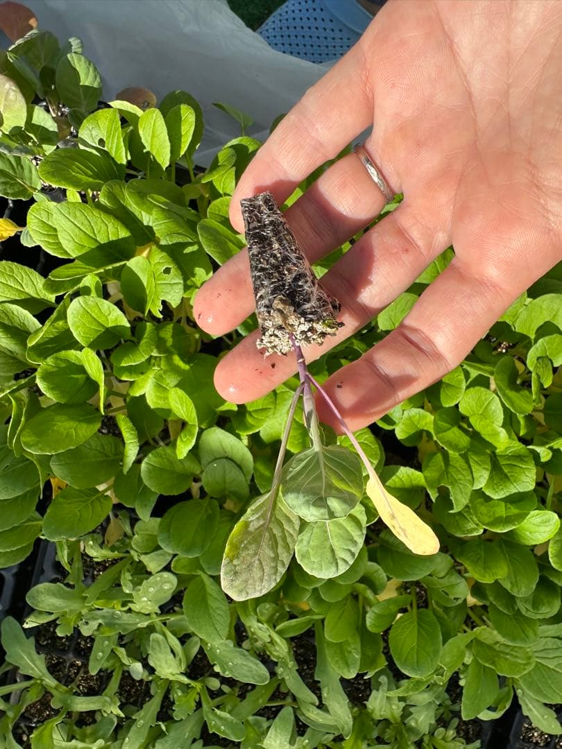 お問い合わせページ お問い合わせページ