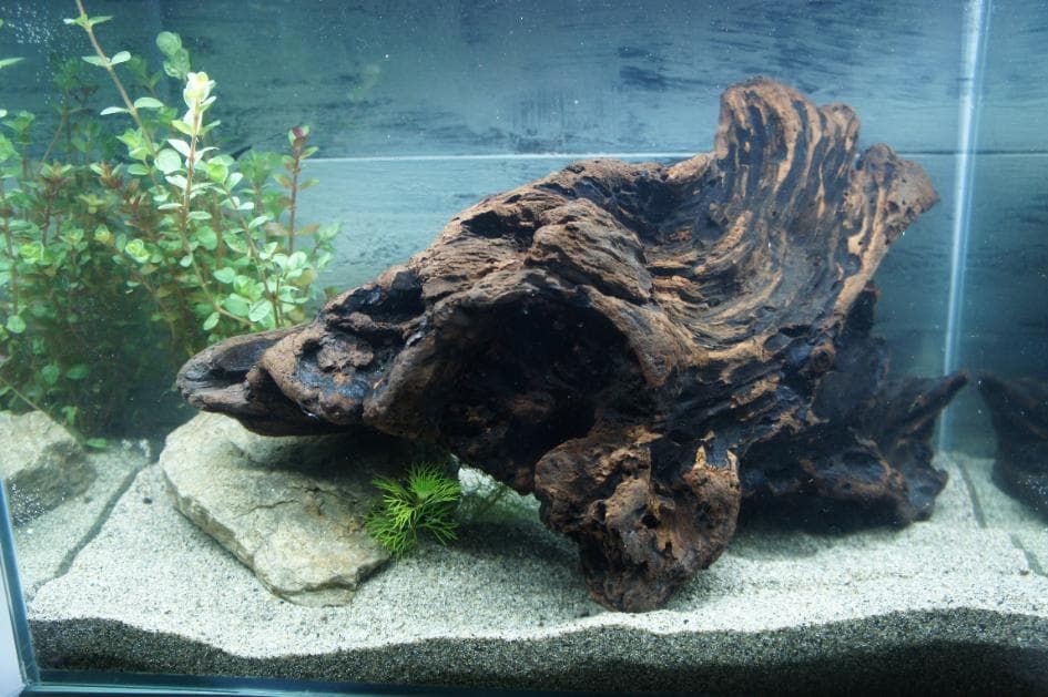 流木 アクアリウム