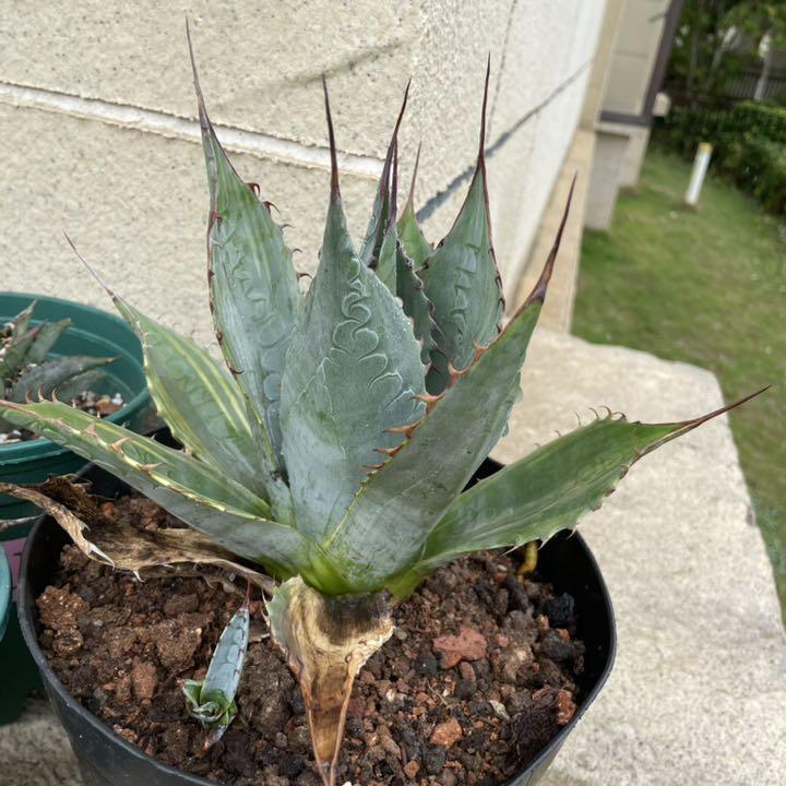 アガベ パラサナ錦 ファイヤーボール 頼光錦 観葉植物