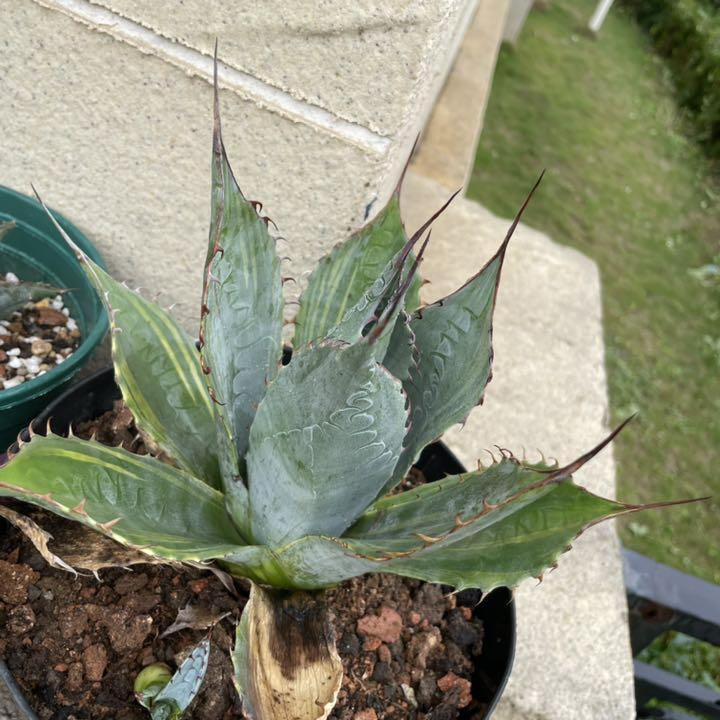 アガベ パラサナ錦 ファイヤーボール 頼光錦 観葉植物