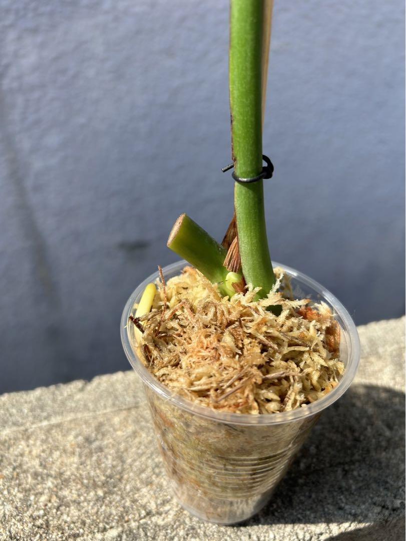 モンステラ　デリシオーサ　ミッドカット