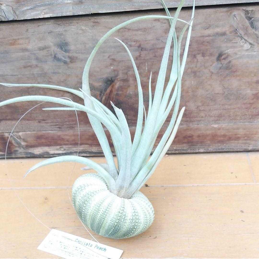 メルカリ エアプランツ カピタータピーチ 植物 観葉植物 1 450 中古や未使用のフリマ