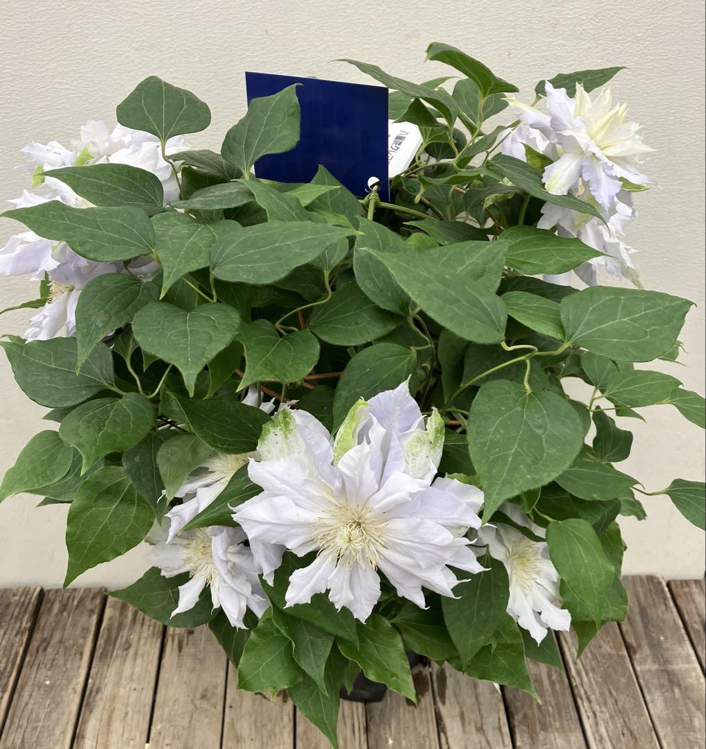 クレマチス　花終わり品4鉢セット クレマチス 花終わり品4鉢セット - メルカリ