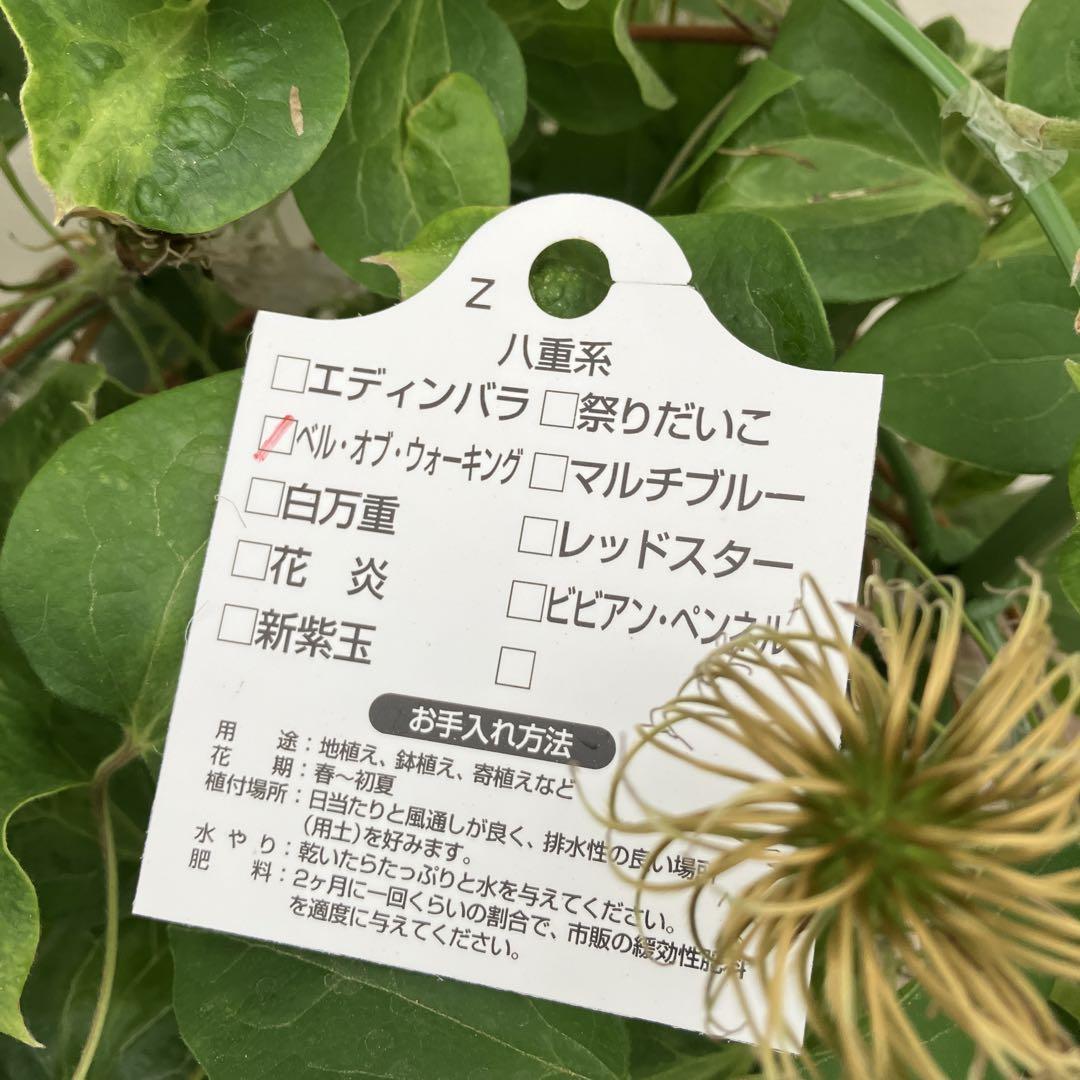 クレマチス　花終わり品4鉢セット クレマチス 花終わり品4鉢セット - メルカリ