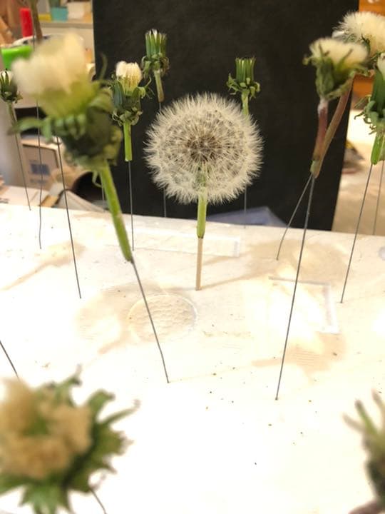 たんぽぽと綿毛様　おまとめ割　フォロー割　専用です。 たんぽぽ 綿毛 写真素材 [949733] - フォトライブラリー