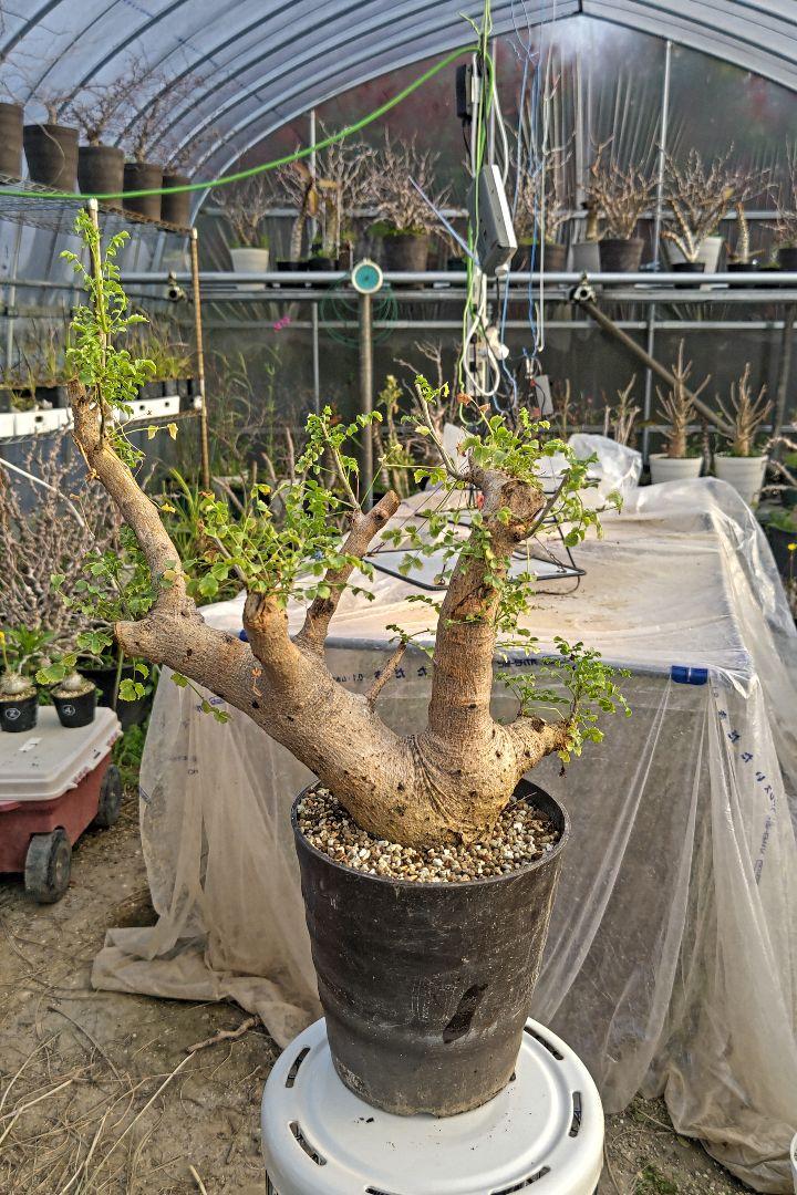 お取り置き専用　多肉植物　❁︎フローレンス錦　新根あり お取り置き専用 多肉植物 ❁︎フローレンス錦 新根あり その他