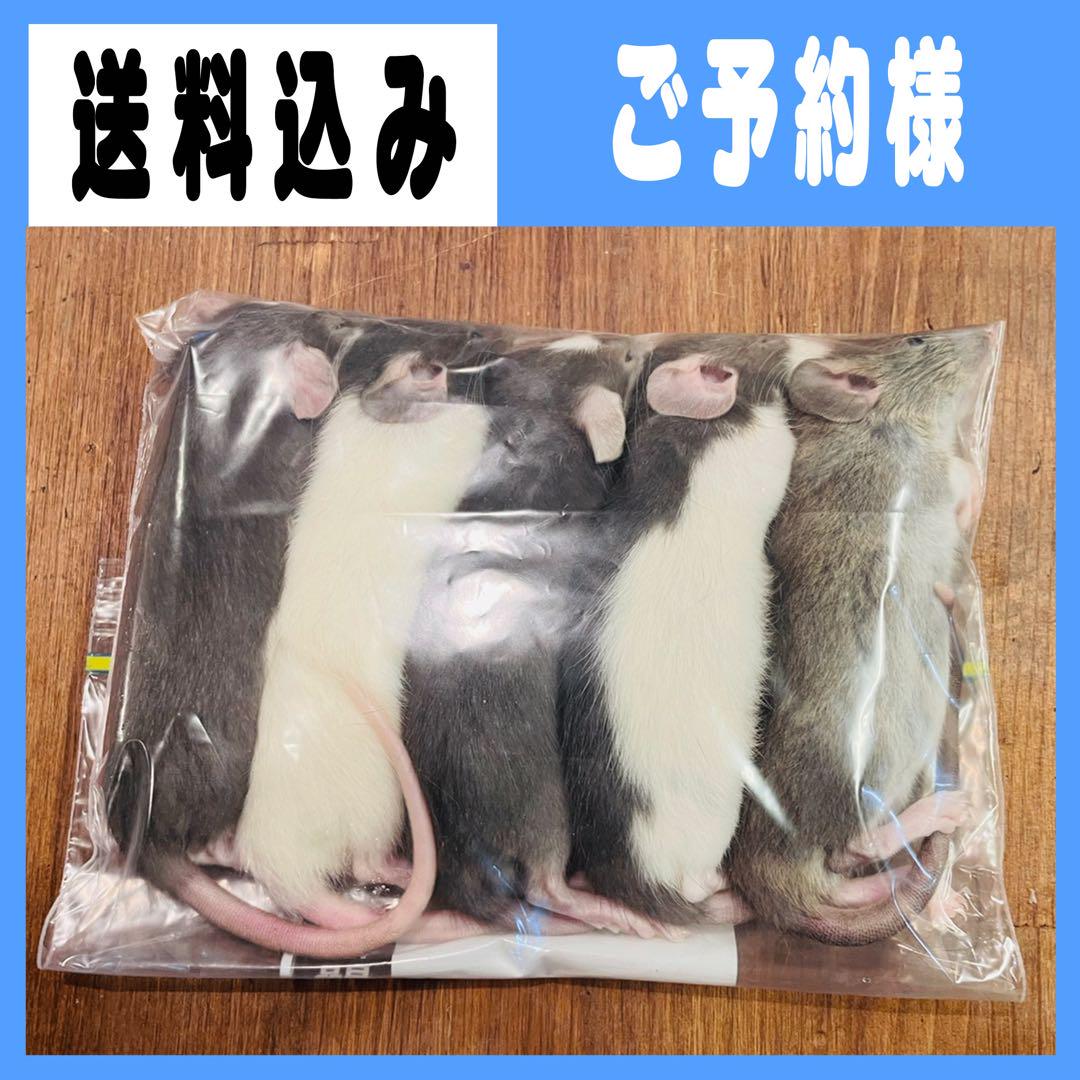 negiフォーム